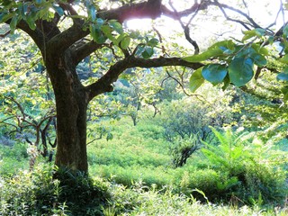 日本の田舎の風景　8月　夏の山の木々　柿