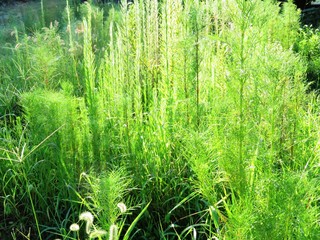 日本の田舎の風景　8月　夏の草叢