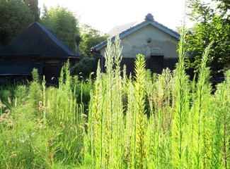 日本の田舎の風景　8月　夏の草叢と古い家