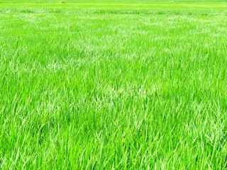 日本の田舎の風景　8月　水田の稲を渡る風