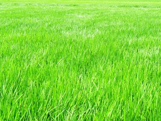 日本の田舎の風景　8月　水田の稲を渡る風