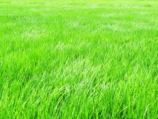 日本の田舎の風景　8月　水田の稲を渡る風