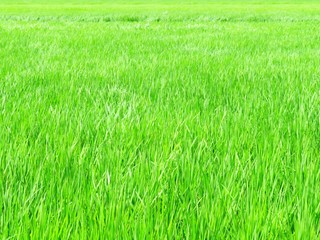 日本の田舎の風景　8月　水田の稲を渡る風