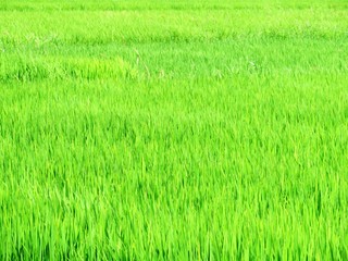 日本の田舎の風景　8月　水田の稲を渡る風