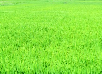 日本の田舎の風景　8月　水田の稲を渡る風