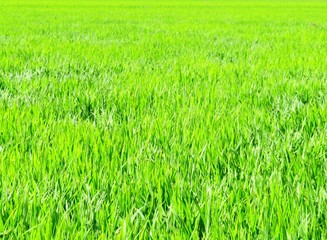 日本の田舎の風景　8月　水田の稲を渡る風
