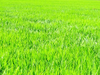 日本の田舎の風景　8月　水田の稲を渡る風