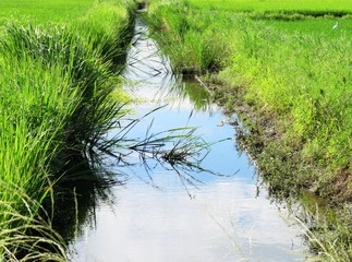 日本の田舎の風景　8月　夏の小川