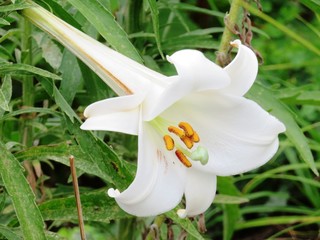 日本の田舎の風景　8月　野の花　鉄砲百合