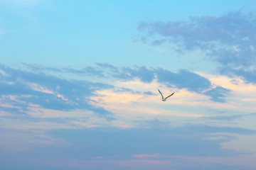 seagull in the sky with raised wings