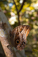 Borboleta na floresta amaz&ocirc;nica.