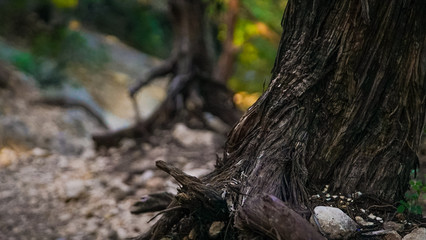 Fototapeta premium tree in the forest