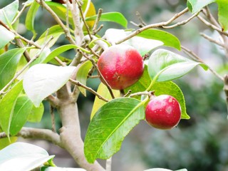 日本の田舎の風景　8月　椿の実