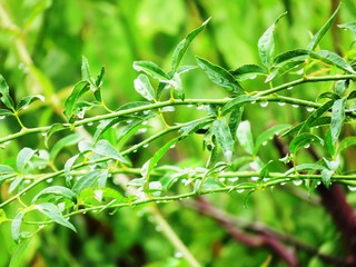 日本の田舎の風景　8月　雨降り　葉にとまる水滴