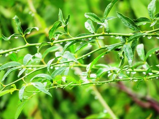 Fototapeta premium 日本の田舎の風景 8月 雨降り 葉にとまる水滴