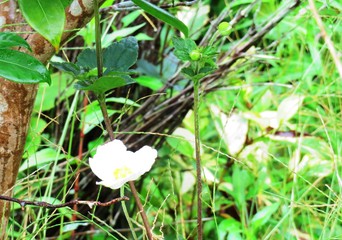 日本の田舎の風景　8月　雨降り　シュウメイギク（秋明菊）と水滴