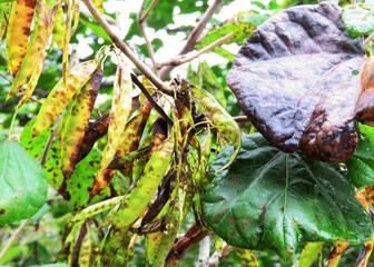 日本の田舎の風景　8月　雨降り　ハナズオウ（花蘇芳）の実