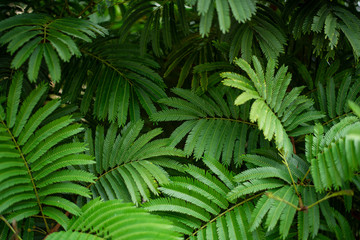 Fototapeta na wymiar Foliage nature dark green background. Green leaf background