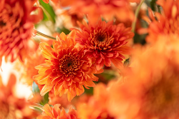 A close up of a couple of golden chrysanthemums. Flower power