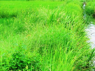 日本の田舎の風景　8月　夏の草叢