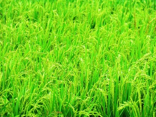 日本の田舎の風景　8月　稲穂の花