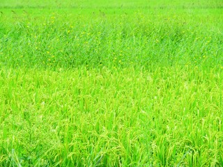 日本の田舎の風景　8月　稲穂の花