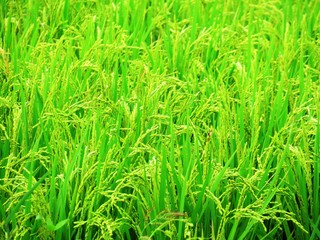 日本の田舎の風景　8月　稲穂の花