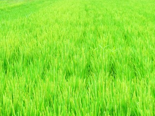 日本の田舎の風景　8月　稲穂の花