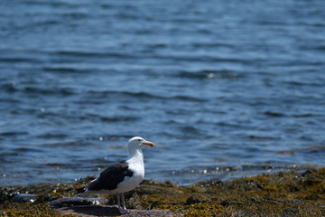 Great Black-Backed Gull