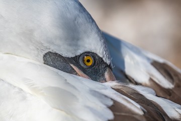 close-up to a nazca booby, Galapagos islands.