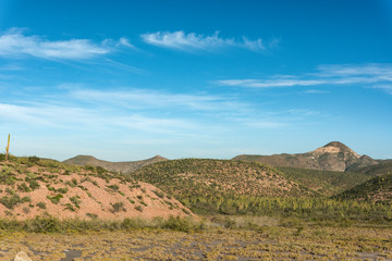 Magnificent view of Cactus fields in Mexico, Baja California