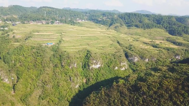 Terraced fields with green or yellow rice, houses with some tiled roofs and green trees in Jiabang, Congjing, Guizhou, China (aerial photography)