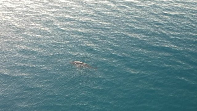 Aerial tilt shot showing a humpback whale then revealing the island of Lanai in Hawaii