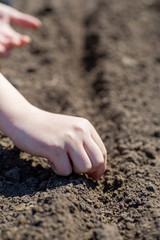 hand planting carrot seed of marrow in vegetable garden. Gardening time. how to save concept of peace