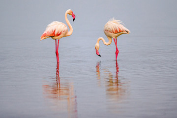 Greater Flamingos feed in early morning at Amboseli National Park, Kenya