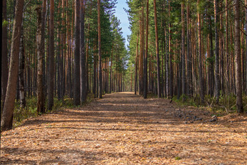 Forest Road. The landscape of a magic coniferous forest, the road is covered with fallen conifer needles. © Andrey