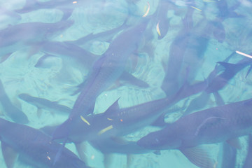 Fototapeta premium sharks in the sea