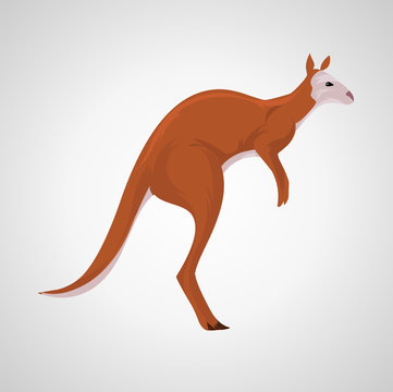 Kangaroo