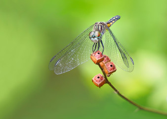 A Focus Stacked Image of a Swift Long Wing Skimmer Dragonfly on a Green Background