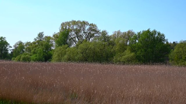 a swing over the dike of the lesum in bremen with the knoop park in the background and lots of wheat in the requested area
