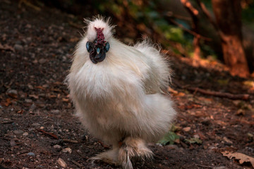 close up of a fluffy chicken at the John Ball Zoo in Grand Rapids Michigan