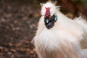 close up of a fluffy chicken at the John Ball Zoo