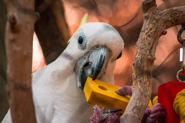 Cockatoo playing with a toy in an enclosure at the zoo