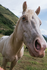 white horse, dirty face, green background