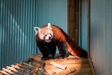 Red Panda climbing around its enclosure on a summer day at the John Ball Zoo in Grand Rapids Michigan © Michael Deemer