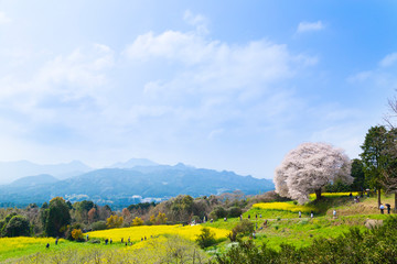佐賀県　馬場の山桜　春　菜の花