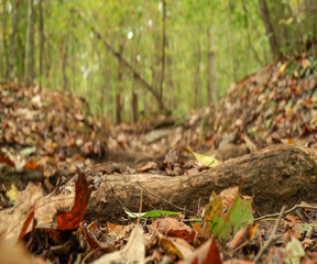 Blurry Path in Autumn