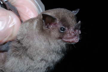 A Brazilian bat, the little yellow-shouldered bat (Sturnira lilium) is a bat species from South and Central America. This species is a frugivore and an effective seed disperser.