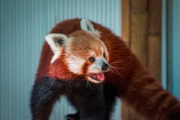 Red panda playing at the John Ball zoo on a summer day