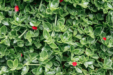 green background, small leaves, small fuchsia flowers